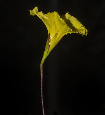 Distimake rhyncorhiza, photographed by S.MORE