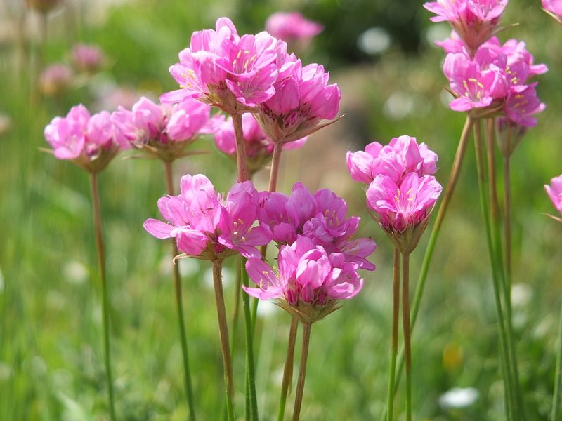 Armeria choulettiana, photographed by Aissa Djamel Filali