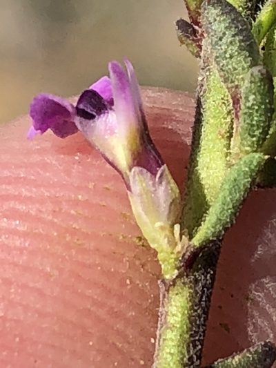Muraltia commutata, photographed by Dave U