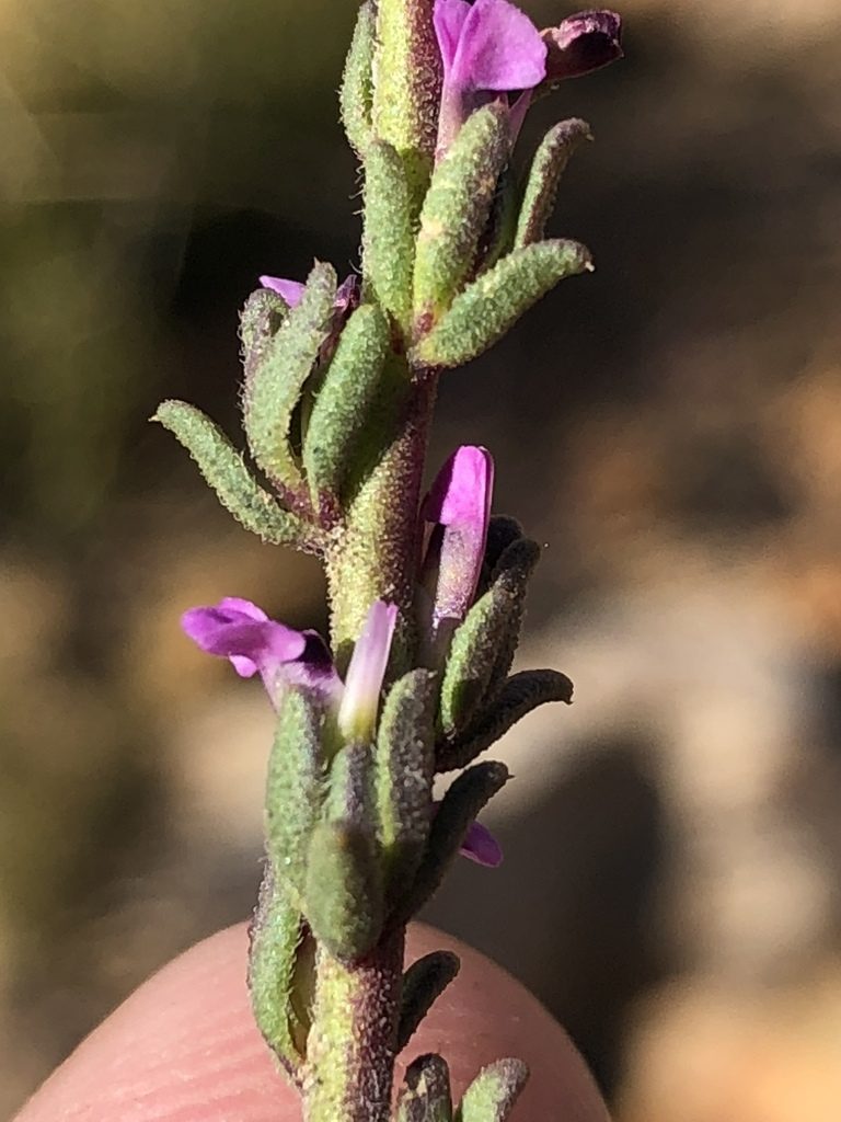 Muraltia commutata, photographed by Dave U