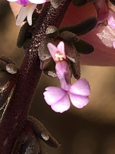 Muraltia commutata, photographed by Dave U