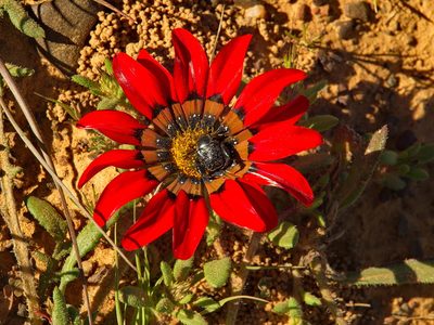 Gazania leiopoda, photographed by Peter Archdale