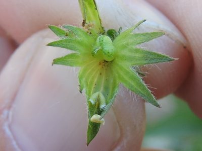 Acalypha monococca, photographed by Sam Kieschnick