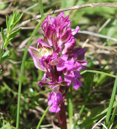 Orchis patens, photographed by Aissa Djamel Filali
