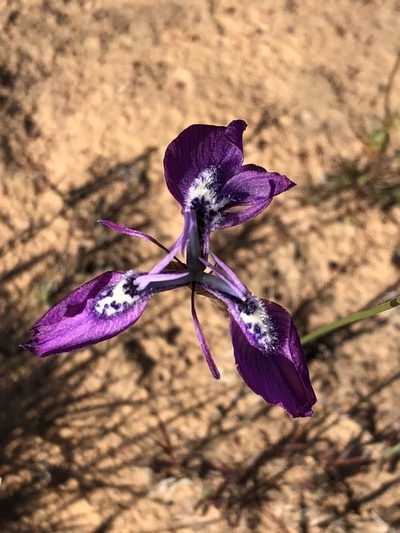 Moraea cuspidata, photographed by Dave U