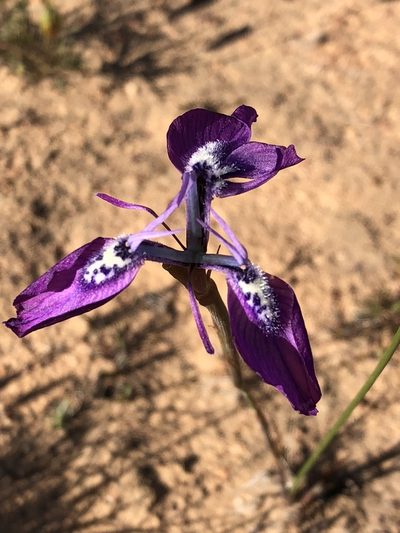 Moraea cuspidata, photographed by Dave U