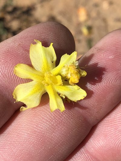 Moraea cookii, photographed by Dave U