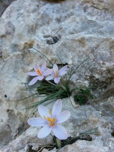 Crocus cambessedesii, photographed by Steven Bachman