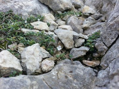 Micromeria filiformis, photographed by Steven Bachman
