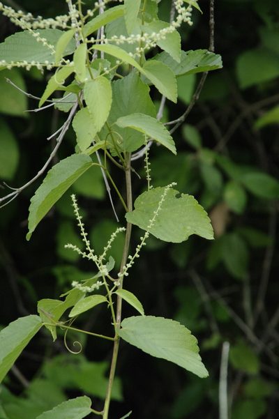Gouania polygama, photographed by Eric Knight
