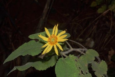 Vigethia mexicana, photographed by Juan Cruzado Cortés