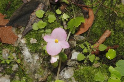 Begonia uniflora, photographed by Juan Cruzado Cortés