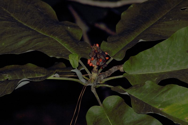Magnolia nuevoleonensis, photographed by Juan Cruzado Cortés