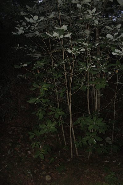 Magnolia nuevoleonensis, photographed by Juan Cruzado Cortés