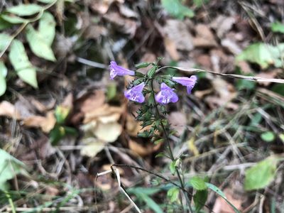 Clinopodium menthifolium, photographed by Jason Grant