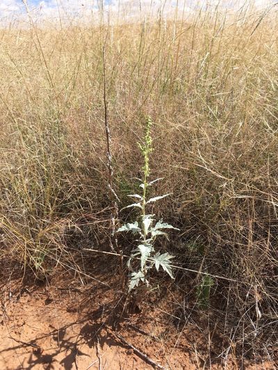 Euphrosyne dealbata, photographed by Cecelia Alexander