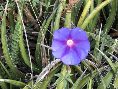 Ipomoea pubescens, photographed by Kathy Marie