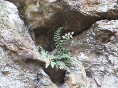 Asplenium bradleyi, photographed by Chris Hoess