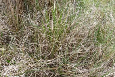Carex flagellifera, photographed by Colin Meurk