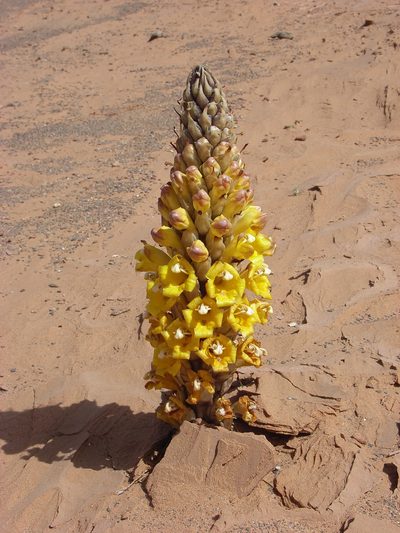 Cistanche lutea, photographed by Andy Wilson