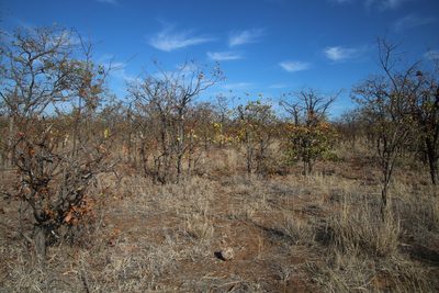 Colophospermum mopane, photographed by Tony Rebelo