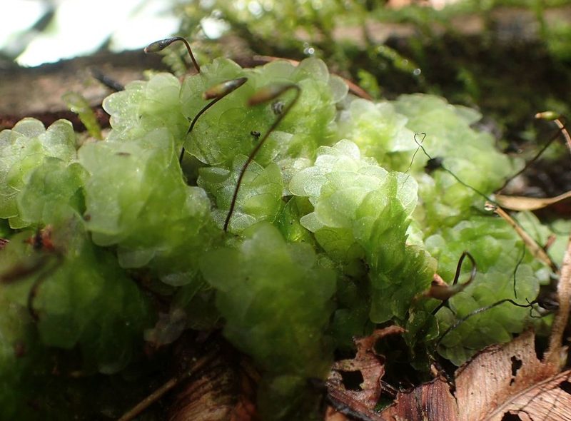 Achrophyllum quadrifarium, photographed by John Steel