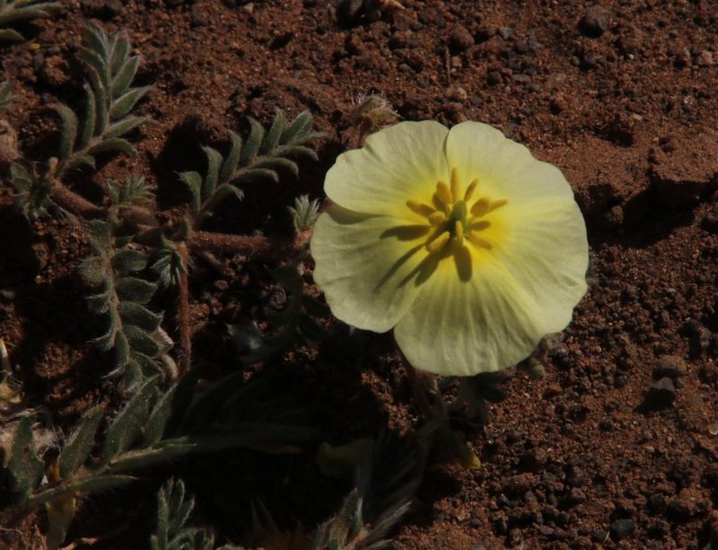 Tribulus zeyheri, photographed by Tony Rebelo
