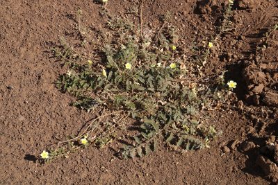 Tribulus zeyheri, photographed by Tony Rebelo