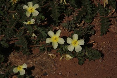 Tribulus zeyheri, photographed by Tony Rebelo