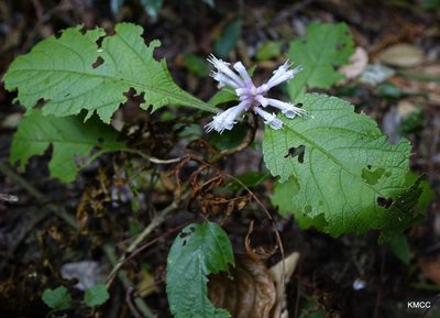 Achyrospermum fruticosum, photographed by Romer N. Rabarijaona