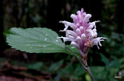 Achyrospermum fruticosum