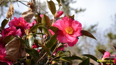 Camellia sasanqua, photographed by Kim, Hyun-tae