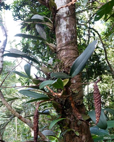Bulbophyllum coriophorum, photographed by Romer N. Rabarijaona