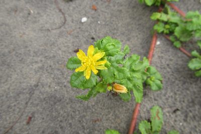 Triumfetta procumbens, photographed by coenobita