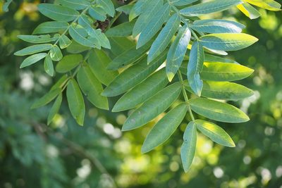 Pterocarya stenoptera, photographed by harum.koh