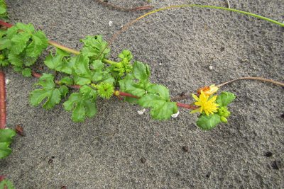 Triumfetta procumbens, photographed by coenobita