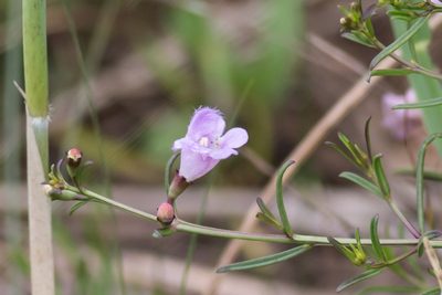 Agalinis maritima, photographed by Bill Keim