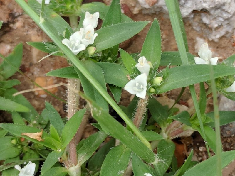 Richardia tricocca, photographed by Alison Northup
