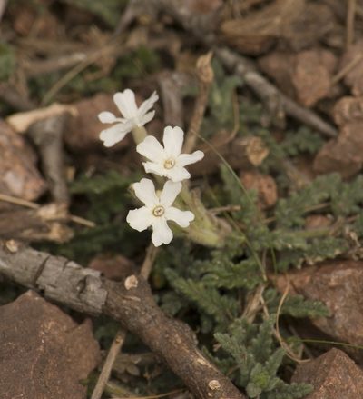 Verbena platensis, photographed by Nicolas Olejnik