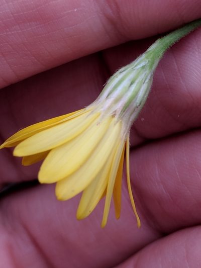 Croptilon hookerianum, photographed by Alison Northup