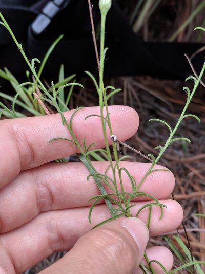 Croptilon hookerianum, photographed by Alison Northup