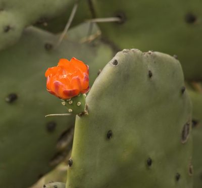 Opuntia quimilo, photographed by Nicolas Olejnik