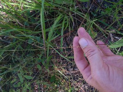Gymnopogon ambiguus, photographed by Will McFarland