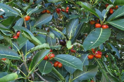 Ficus drupacea, photographed by coenobita