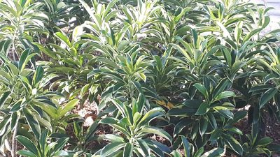 Fagraea ceilanica, photographed by Ong Jyh Seng