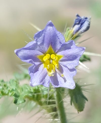 Solanum setigeroides, photographed by Alex Abair