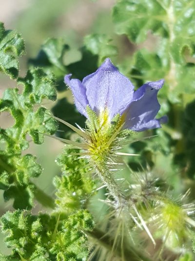 Solanum setigeroides, photographed by Alex Abair