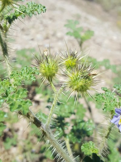Solanum setigeroides, photographed by Alex Abair