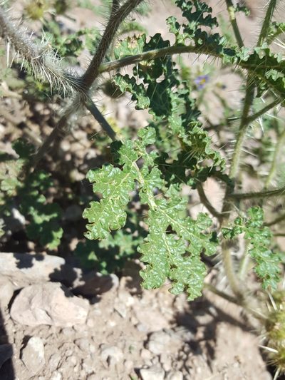 Solanum setigeroides, photographed by Alex Abair
