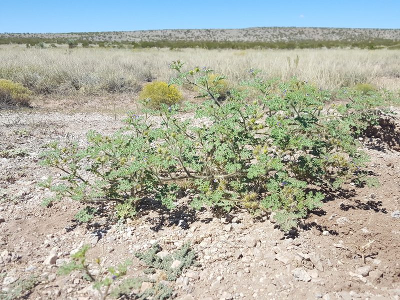 Solanum setigeroides, photographed by Alex Abair